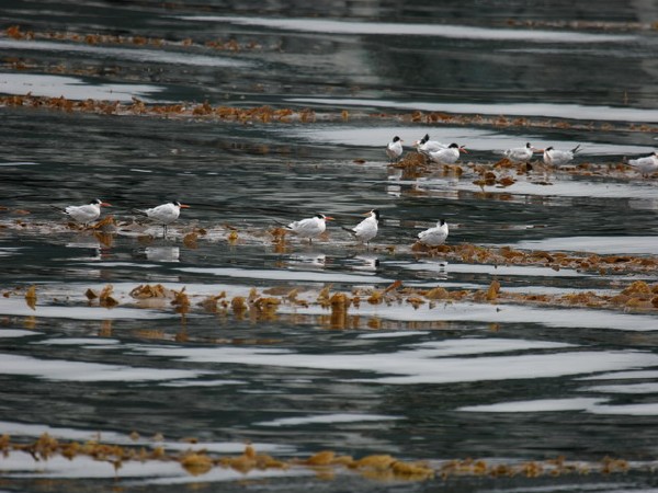 Elegant Terns